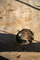 Group of Peacocks in Natural Daylight Setting