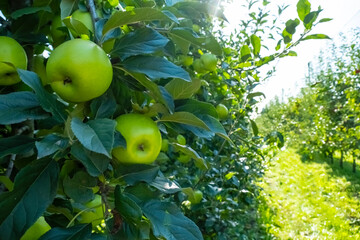 Lush apple orchard filled with vibrant green apples ripening on branches. Sunlight filters through leaves, creating a serene rural scene. Perfect for concepts of agriculture and harvest