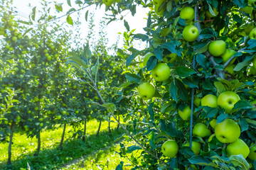 Lush apple orchard filled with vibrant green apples ripening on branches. Sunlight filters through leaves, creating a serene rural scene. Perfect for concepts of agriculture and harvest