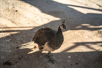 Group of Peacocks in Natural Daylight Setting