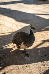Group of Peacocks in Natural Daylight Setting