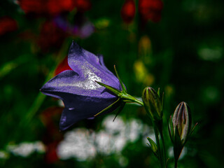 flower in the garden