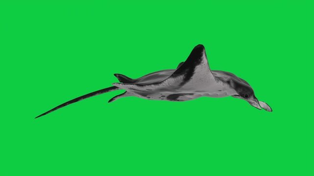 Manta Ray Swimming Animation Loop Pack &ndash; 7 Camera Angles &ndash; Green Screen Background
