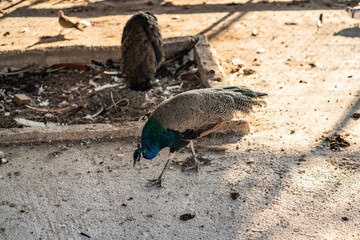 Group of Peacocks in Natural Daylight Setting