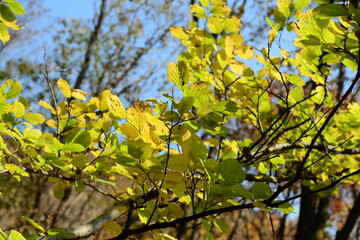 Celtis aurantiaca, also known as Korean hackberry, captured in Korea with focus on serrated leaves...