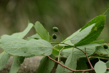 Celtis aurantiaca, also known as Korean hackberry, captured in Korea with focus on serrated leaves...