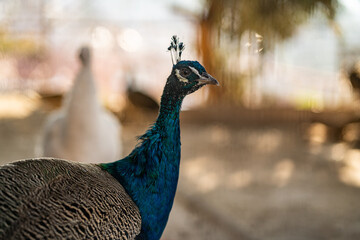 Group of Peacocks in Natural Daylight Setting