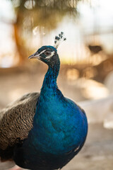 Group of Peacocks in Natural Daylight Setting