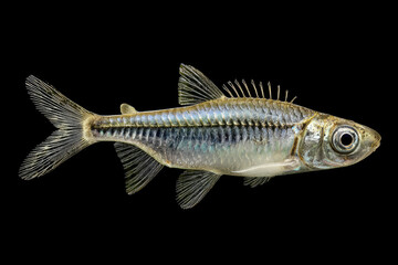 Fototapeta premium Detailed Closeup of a Small Translucent Fish on Black Background