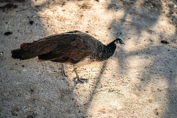Group of Peacocks in Natural Daylight Setting