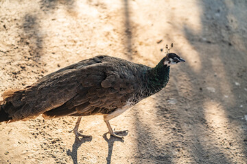 Group of Peacocks in Natural Daylight Setting