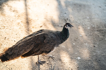Group of Peacocks in Natural Daylight Setting