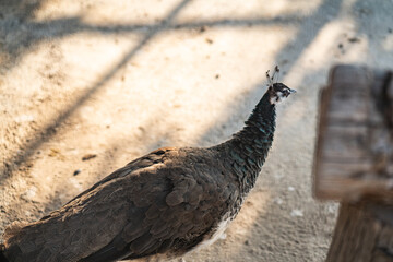 Group of Peacocks in Natural Daylight Setting