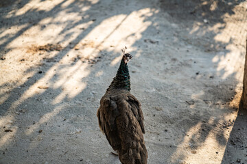 Group of Peacocks in Natural Daylight Setting