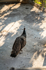 Group of Peacocks in Natural Daylight Setting