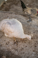 Group of Peacocks in Natural Daylight Setting