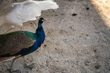 Fototapeta premium Group of Peacocks in Natural Daylight Setting