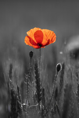 poppy in the field
