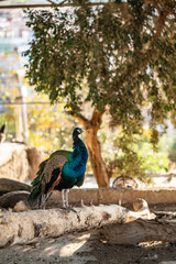 Obraz premium Group of Peacocks in Natural Daylight Setting