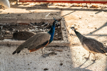 Group of Peacocks in Natural Daylight Setting