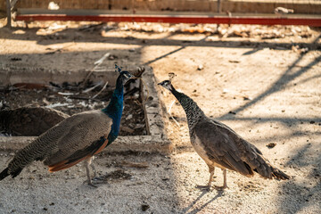 Group of Peacocks in Natural Daylight Setting