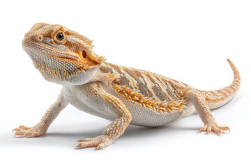 Naklejka premium Detailed Studio Shot of a Bearded Dragon on White Background (1)