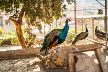 Group of Peacocks in Natural Daylight Setting