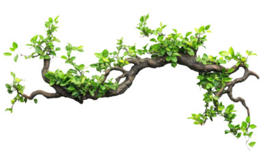 Long green branch with leaves on it