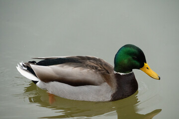 A duck on the water.