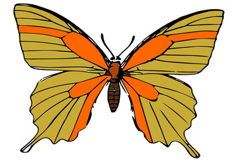 Mustard and orange butterfly logo design illustration
