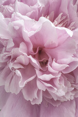 Nahaufnahme in eine zarten rosa Blüte einer Pfingstrose - romatischer Hintergrund