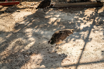Group of Peacocks in Natural Daylight Setting
