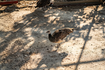 Group of Peacocks in Natural Daylight Setting
