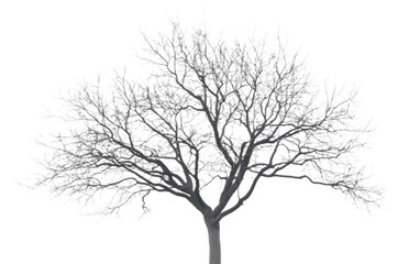 Tree with no leaves is standing alone on a white background