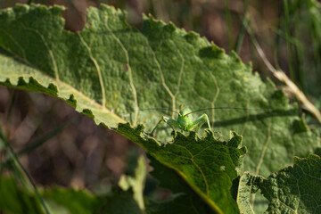 A female nymph of a green grasshopper (Tettigonia viridissimasits) on a leaf similar to her in color, before the last molt - small elytra and a long saber-shaped ovipositor are visible. Сamouflage.