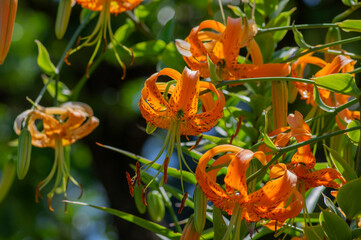 Lilium henryi Henrys tiger lily beautiful flowering plant, bright dotted orange plant in bloom in the garden