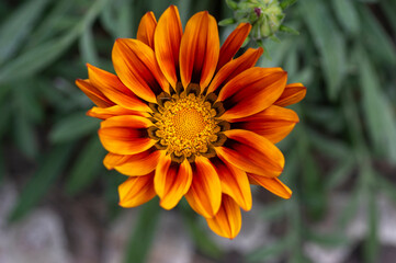 Gazania rigens splendens, treasure flower, talent mix, daybreak bronze in bloom, bright orange ornamental flowering plant