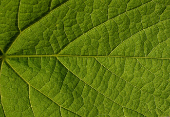 Close-up of Green Leaf Showing Veins Pattern