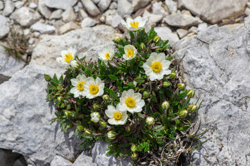 Dryas octopetala eightpetal mountain avens flowering plant, bright white dryad in bloom with green leaves on stones