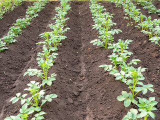 Potato plants in neat rows on a fertile farm field