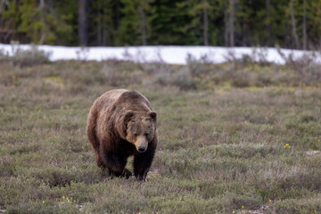 Fototapeta premium Grizzly Bear in Grand Teton National Park in Springtime