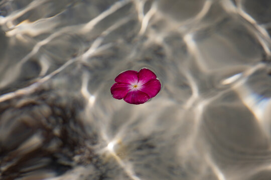 Fusia flower floats on waters surface
