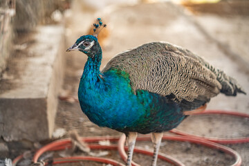 Group of Peacocks in Natural Daylight Setting
