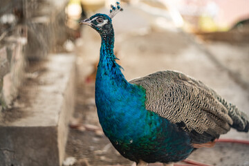 Fototapeta premium Group of Peacocks in Natural Daylight Setting