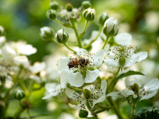 Bee pollinating white flowers in garden