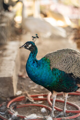 Fototapeta premium Group of Peacocks in Natural Daylight Setting