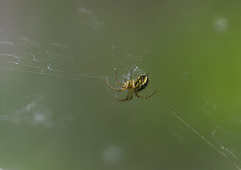 spider in a web, small green yellow araneae weaves a new web, torn spider web, green background, a torn spider web, long thin legs, eight-legged