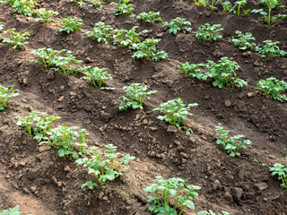Young potato plants in cultivated soil