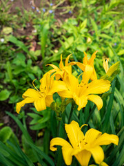 Yellow Daylilies Blooming in a Garden