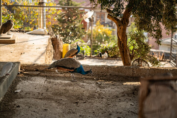 Group of Peacocks in Natural Daylight Setting